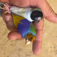 یک جفت فنچ گلدین