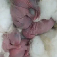 واگذاری بچه خرگوش
