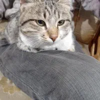 گربه خانگی|گربه|فیرورق, |دیوار