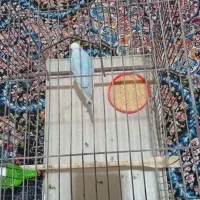 مرغ ماده|پرنده|ایلام, |دیوار