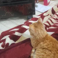 واگذاری گربه ی ماده ۴ ماهه-مهربان و خونگی