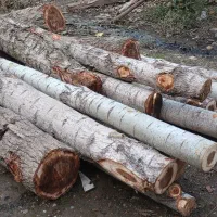 خریدار درخت .چوب وهیزم باغی شما هستیم