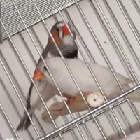 دو جفت فنج مولد درجه یک|پرنده|شهرضا, |دیوار