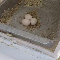 عروس هلندی با کلیه وسایل|پرنده|گلبهار, شهر جدید گلبهار|دیوار