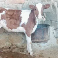 گاو و گوساله هلشتاین|حیوانات مزرعه|مسجد سلیمان, |دیوار