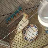 عروس هلندی لوتینو،نر،ماده،جوجه