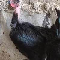 مرغ  تاج سنگی و خروس سیاه وکوکو|حیوانات مزرعه|شیراز, گل سرخ|دیوار