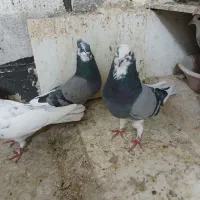 کبوترتهرانی|پرنده|کرمانشاه, |دیوار