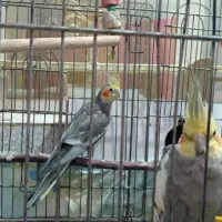 پرنده عروس هلندی