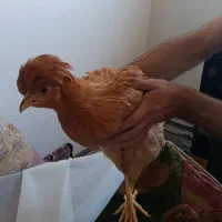 مرغ و خروس