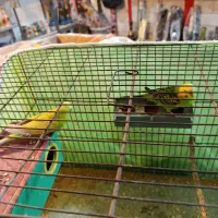 یک جفت مرغ عشق با یک جوجه