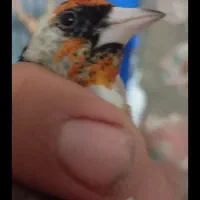 جوجه سره امسال