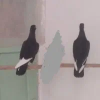 کبوتر قره سوری بسیار خوشگل وتمیز