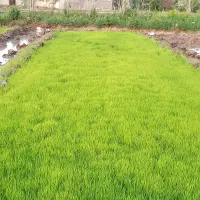نشا‌برنج