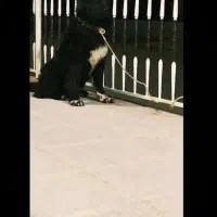 واگذاری توله سگ قدرجونی