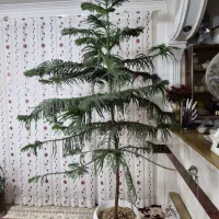 کاج مطبق|گل و گیاه طبیعی|عطاملک, |دیوار