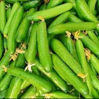 خیار‌محلی(شوری‌و‌مجلسی)