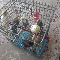 فروش تعدادی عروس هلندی و مرغ مینا