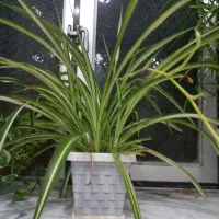 گلهای سرحال و شاداب|گل و گیاه طبیعی|بناب, |دیوار