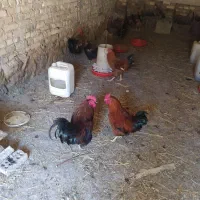 ی جا فروخته میشه