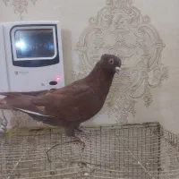 کفترا ماده همه|پرنده|نیشابور, شهرکهنه|دیوار