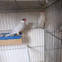 فنچ نرگسی رو تخم و جوجه