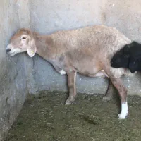 میش چینی