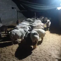 بره چاق ترکی