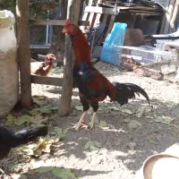 خروس لاری ۷.۵ ماهه نسل دار|حیوانات مزرعه|هشتگرد, تهران دشت|دیوار