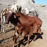 گاو سالم سرخال