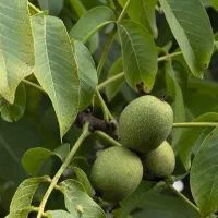 فروش ویژه نهال گردو پربار