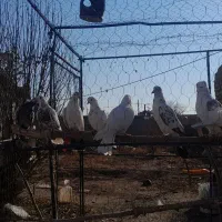 کبوتر|پرنده|معصومیه, |دیوار