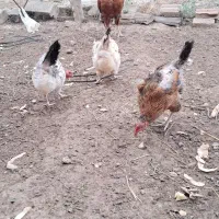 فروش فوری مرغ محلی تخم گذار