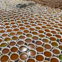 پودر جوانه گندم اصیل و سنتی