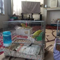 مرغ عشق زیبا 4 ماهه|پرنده|بروجرد, |دیوار