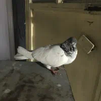 کفتر|پرنده|مشکیندشت, |دیوار