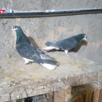 دمگیر جفتی گچی وسیاپشت وپلاکی اصل سبز دوخط|پرنده|برخوار, |دیوار