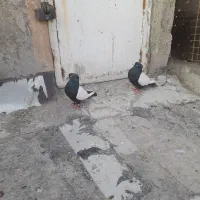 نروماده باهم قیمت ۲۵۰۰|پرنده|نیشابور, دهنو|دیوار