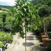 فروش مستقیم نهال از تولید کننده اصلی،کیفیت تضمینی