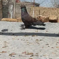 کبوتر دوعددحیون پاپرکاکلی اهلش میدونه چین