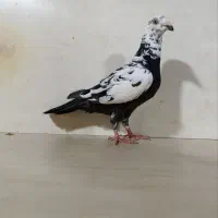 چیل
