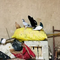 تعدادی کبوتر|پرنده|زاهدان, |دیوار