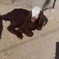 گوسفند
