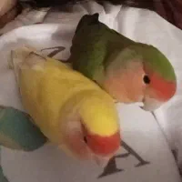 یک جفت طوطی کوتوله برزیلی|پرنده|بجنورد, |دیوار