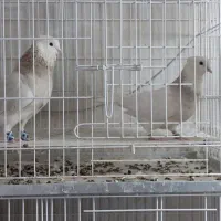 کبوتر،کفتر،طوقی،هفترنگ|پرنده|شاهین‌شهر, اقبال لاهوری|دیوار