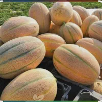 جانا درجه یک
