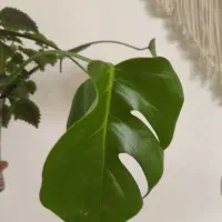 قلمه گل|گل و گیاه طبیعی|دهدشت, |دیوار