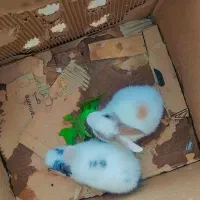 بچه خرگوش سی روزه