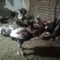 اوردک خروس لاری