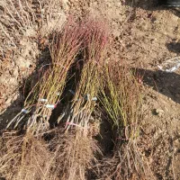 پایه بادام تلخ 2ساله